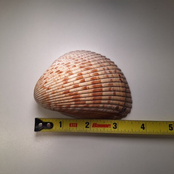 Half Clam Shell Open Trinket Tray 3.5 Inches Ocean Sea Nautical Beach - Picture 4 of 9